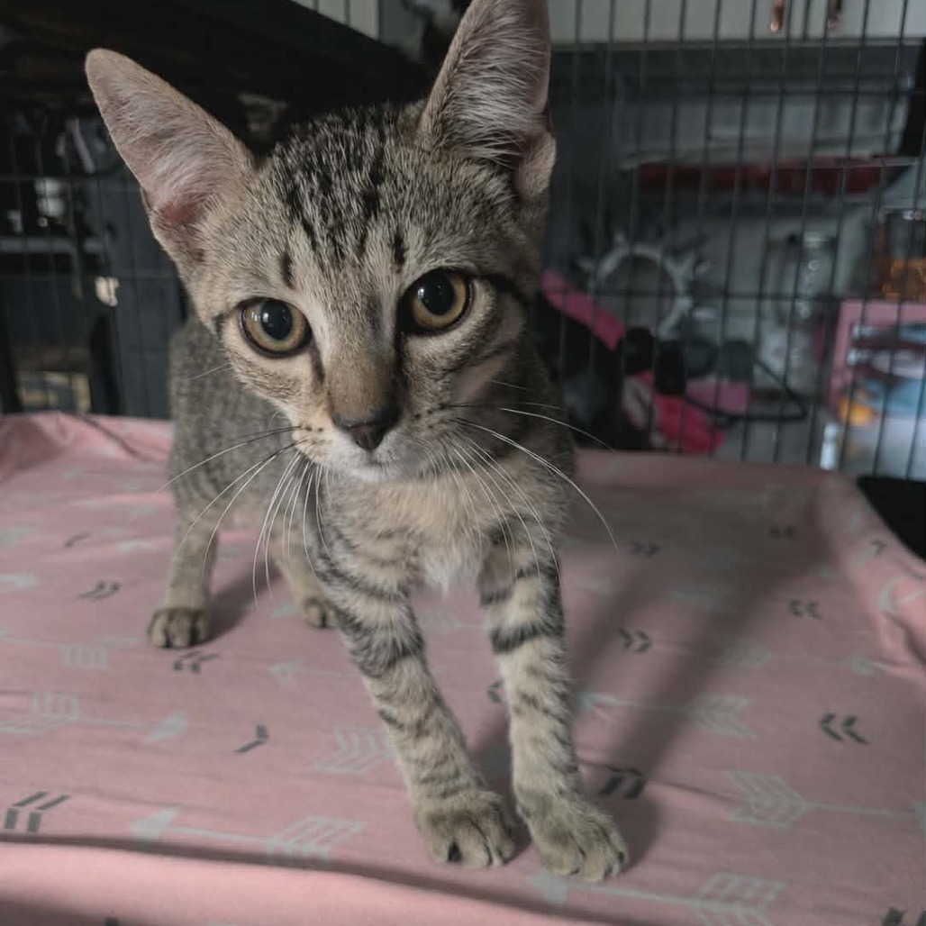 Shelter Stray Male Cat last seen , 8020 Washington St, Port Richey, FL 34668, USA