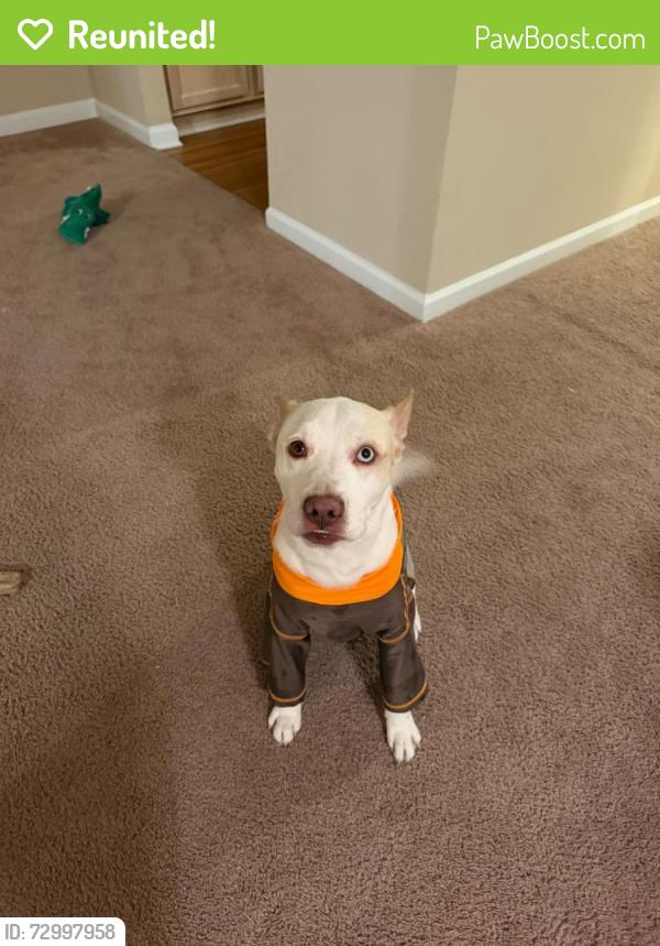 Reunited Male Dog last seen Nottingham apartaments, Hendersonville, TN 37075