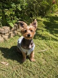 Lost Female Dog last seen Hope con la state , Huntington Park, CA 90255