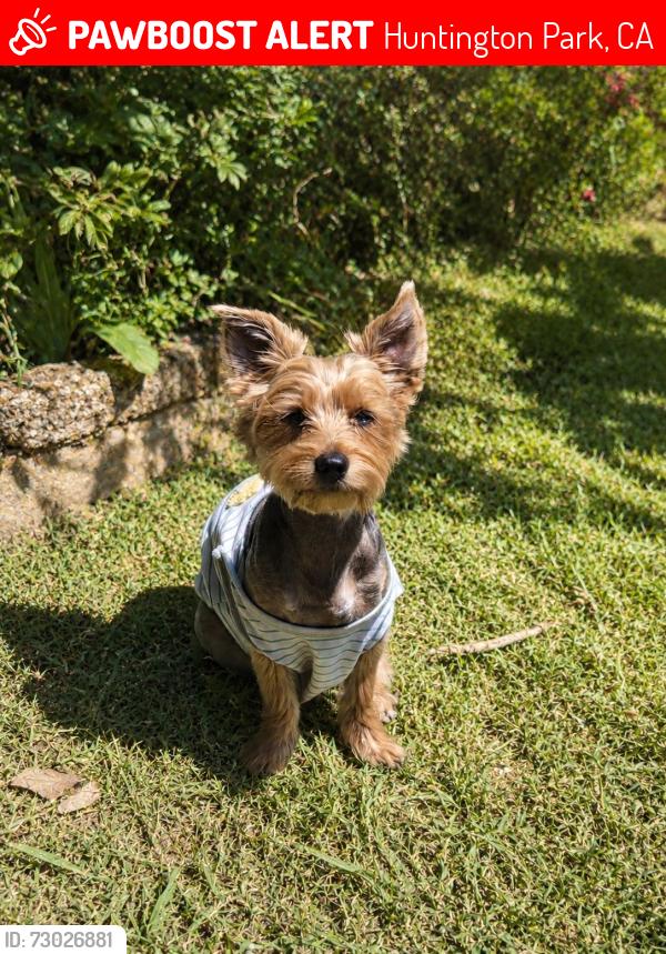 Lost Female Dog last seen Hope con la state , Huntington Park, CA 90255
