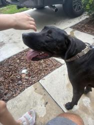 Found/Stray Male Dog last seen Pow Mia memorial pkwy and Chaffee rd, Jacksonville, FL 32221