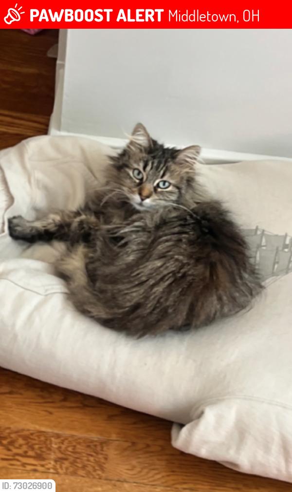 Lost Female Cat last seen Central Ave and Sunset Park, Middletown, OH 45042