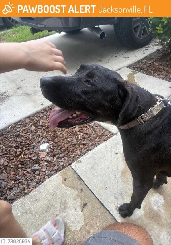 Found/Stray Male Dog last seen Pow Mia memorial pkwy and Chaffee rd, Jacksonville, FL 32221