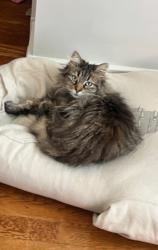 Lost Female Cat last seen Central Ave and Sunset Park, Middletown, OH 45042