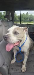Found/Stray Male Dog last seen Buffalo Speedway, Houston, TX 77025