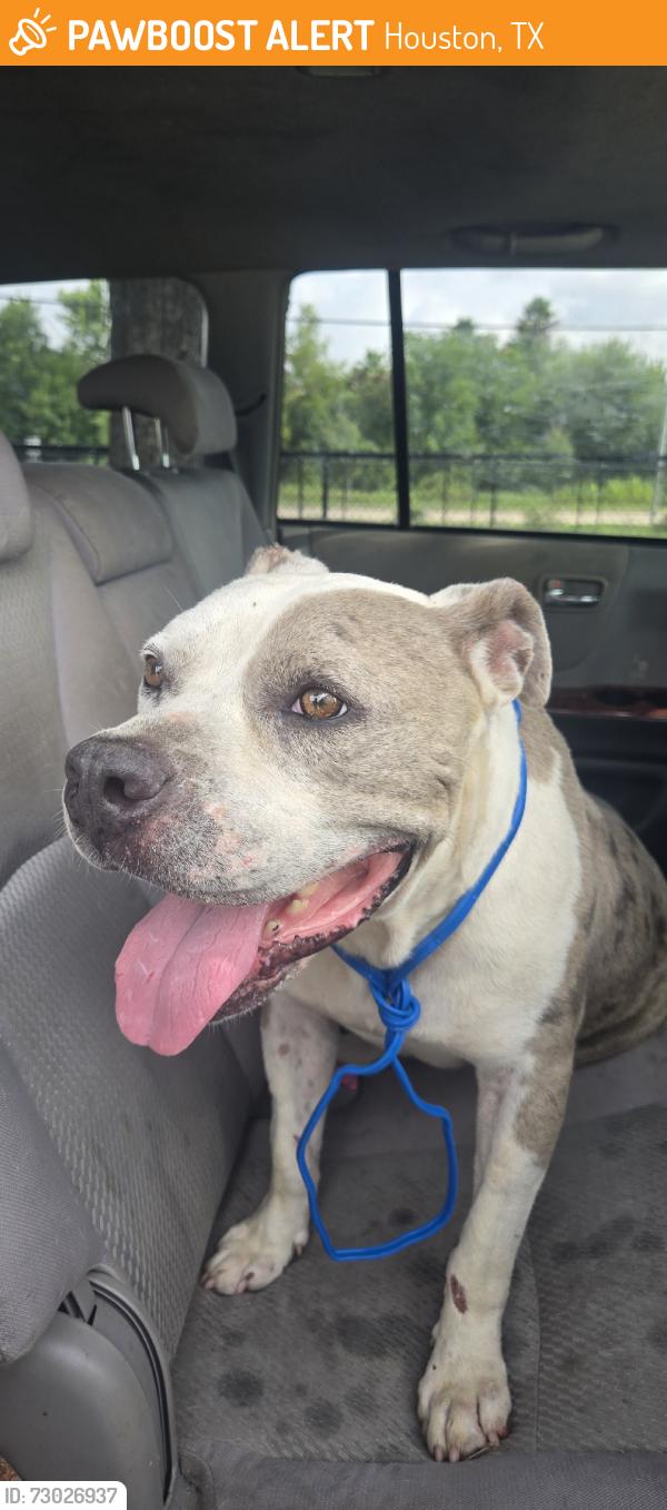 Found/Stray Male Dog last seen Buffalo Speedway, Houston, TX 77025