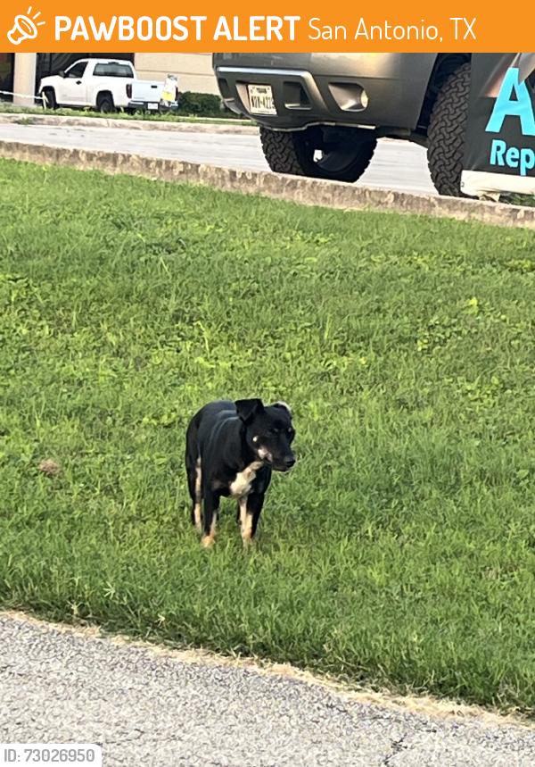 Found/Stray Female Dog last seen Randolph, San Antonio, TX 78233