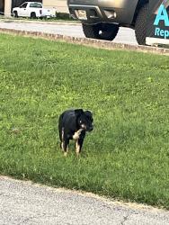 Found/Stray Female Dog last seen Randolph, San Antonio, TX 78233