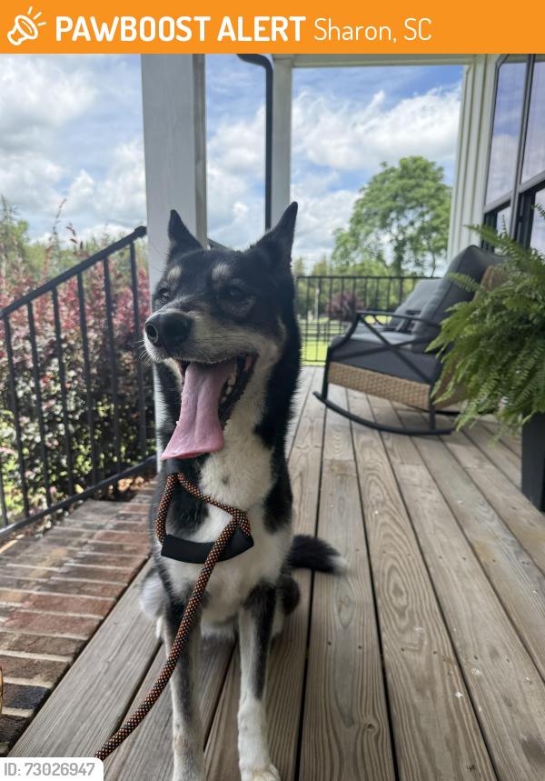 Found/Stray Female Dog last seen Shannon st Sharon sc, Sharon, SC 29742