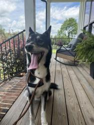 Found/Stray Female Dog last seen Shannon st Sharon sc, Sharon, SC 29742