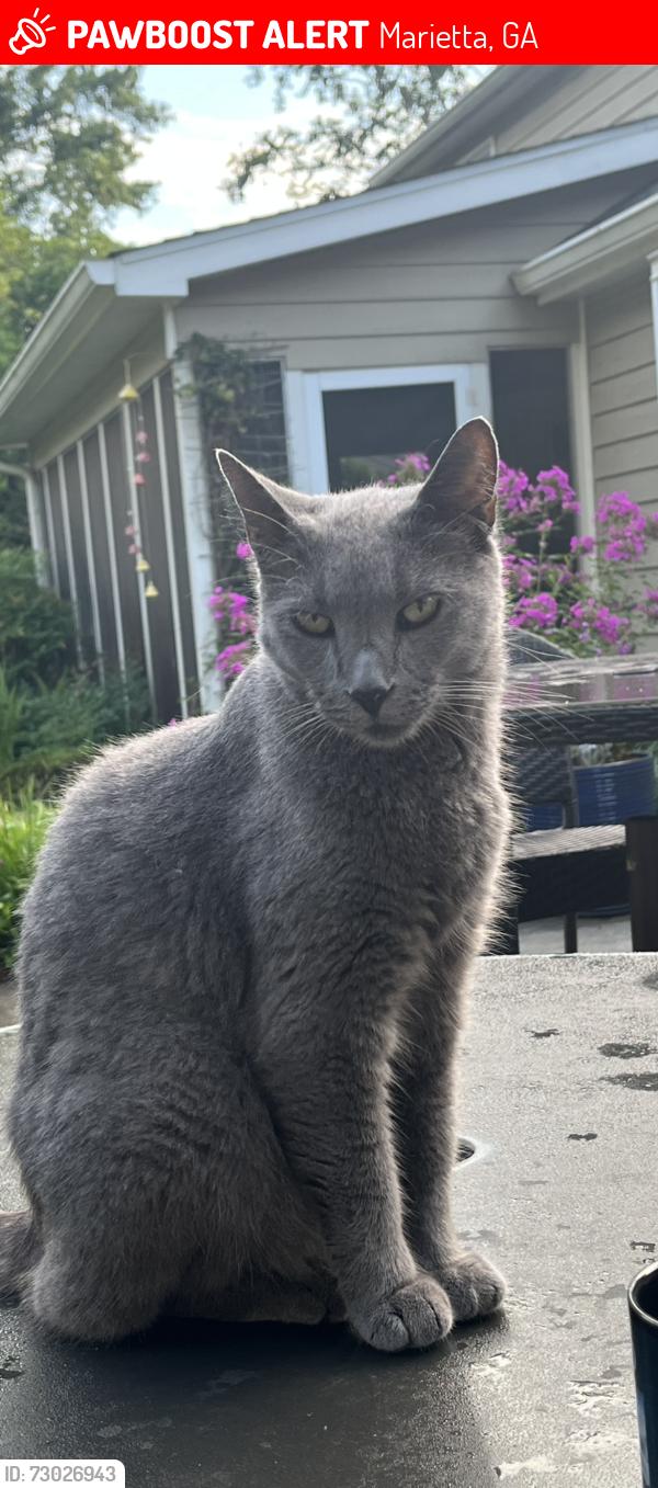Lost Male Cat last seen Near kings chase, Marietta, GA 30067
