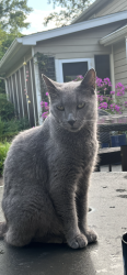 Lost Male Cat last seen Near kings chase, Marietta, GA 30067