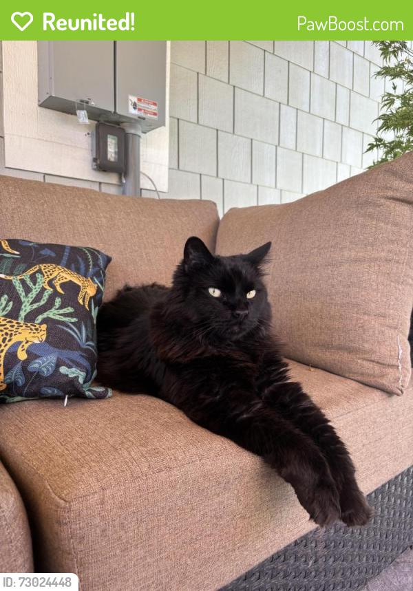 Reunited Male Cat last seen Jordan St. and N 29th St., Boise, ID 83702