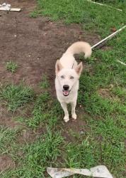 Lost Male Dog last seen 27th and stewart ave wyandotte county ks, Kansas City, KS 66104