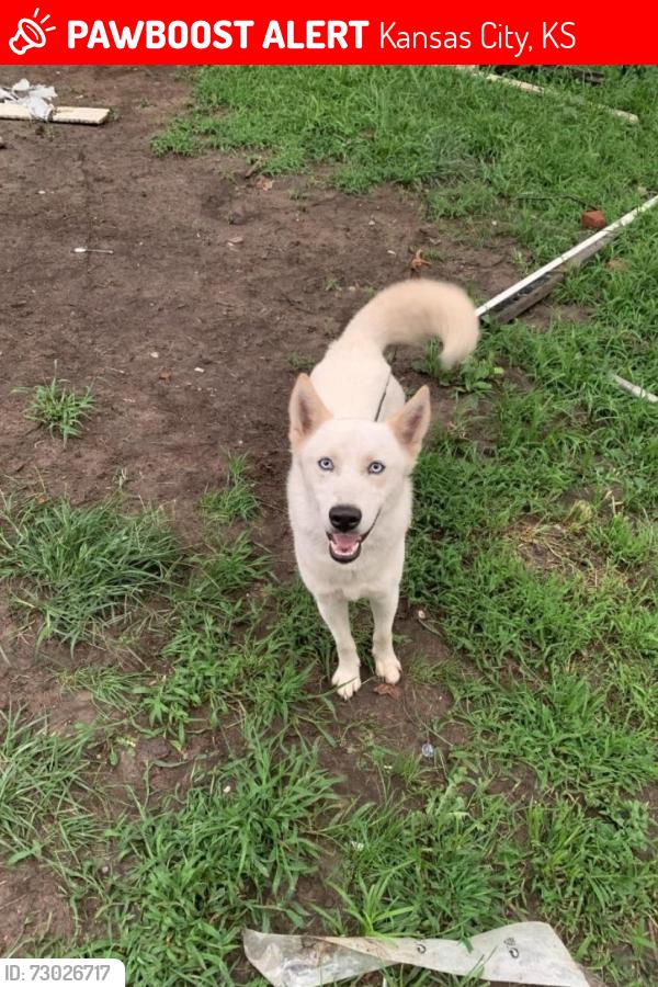 Lost Male Dog last seen 27th and stewart ave wyandotte county ks, Kansas City, KS 66104