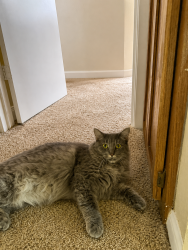 Lost Female Cat last seen Turtle Rock Road, Austin, TX 78729