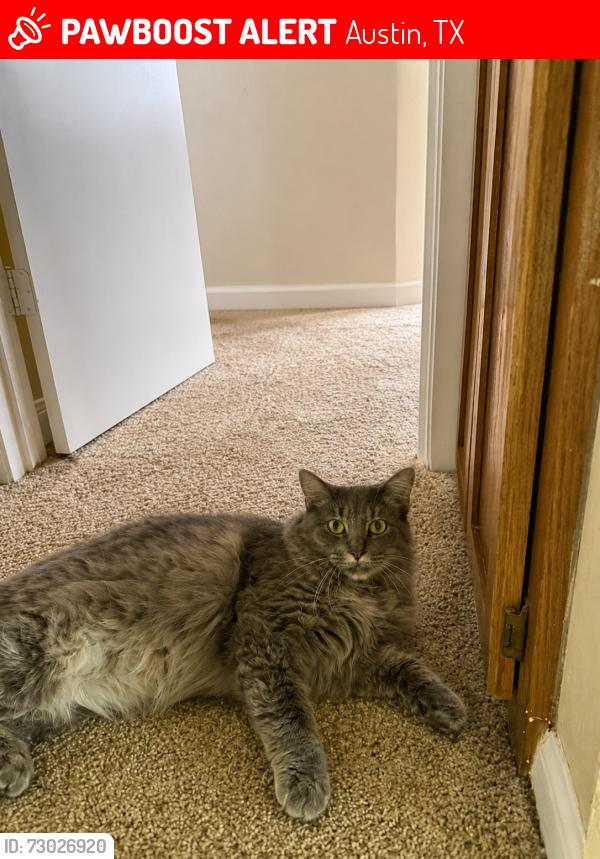 Lost Female Cat last seen Turtle Rock Road, Austin, TX 78729