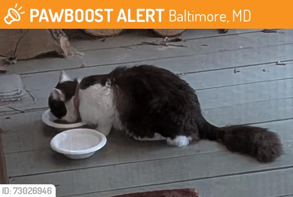 Found/Stray Unknown Cat last seen York Road and Northern Parkway , Baltimore, MD 21212