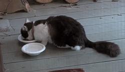 Found/Stray Unknown Cat last seen York Road and Northern Parkway , Baltimore, MD 21212