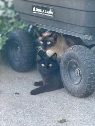 Lost Female Cat last seen Berry DR NE & Shady Bend DR NE, Albany, OR 97322
