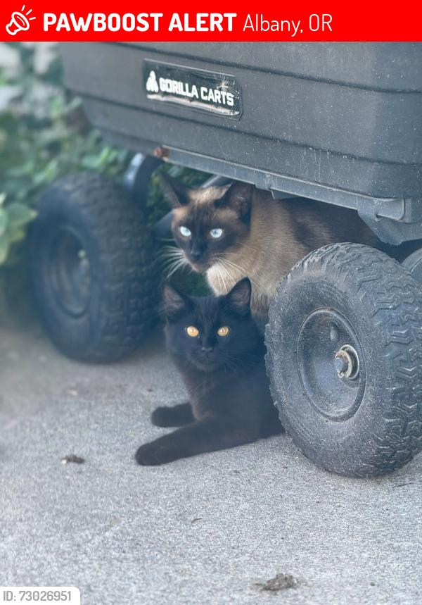 Lost Female Cat last seen Berry DR NE & Shady Bend DR NE, Albany, OR 97322