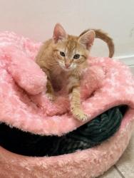 Lost Male Cat last seen Virginia Ave /Missouri Ave , South Gate, CA 90280