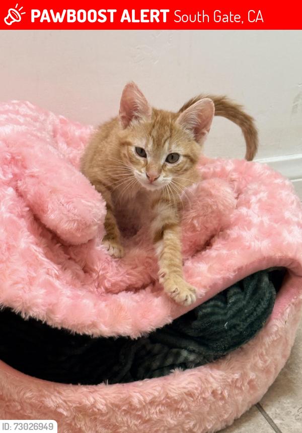 Lost Male Cat last seen Virginia Ave /Missouri Ave , South Gate, CA 90280