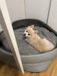 Lost Male Dog last seen E Hacienda Ave and S Pearl St, Las Vegas, NV, 89120, Paradise, NV 89120