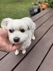 Reunited Female Dog last seen On Country Club between Crenshaw and Victoria, Los Angeles, CA 90019