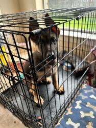 Found/Stray Male Dog last seen New York and pioneer , Arlington, TX 76010