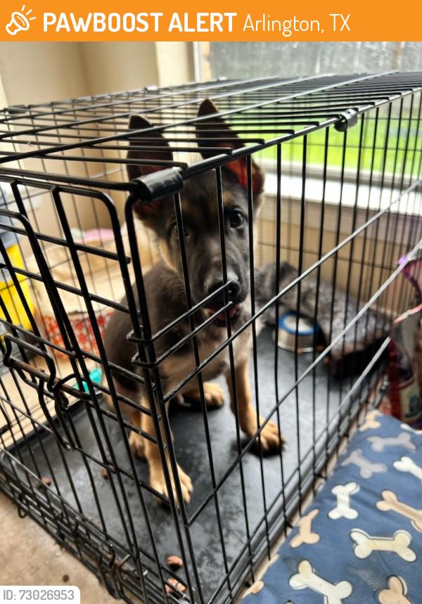 Found/Stray Male Dog last seen New York and pioneer , Arlington, TX 76010
