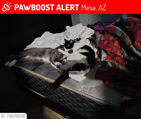 Lost Female Cat last seen Maine and alma school, Mesa, AZ 85203
