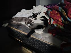 Lost Female Cat last seen Maine and alma school, Mesa, AZ 85203