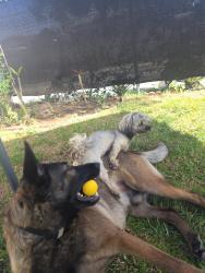 Lost Female Dog last seen E H st ant 12th by the 10 freeway , Colton, CA 92324