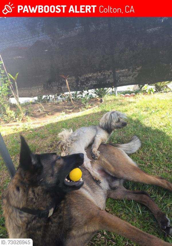 Lost Female Dog last seen E H st ant 12th by the 10 freeway , Colton, CA 92324