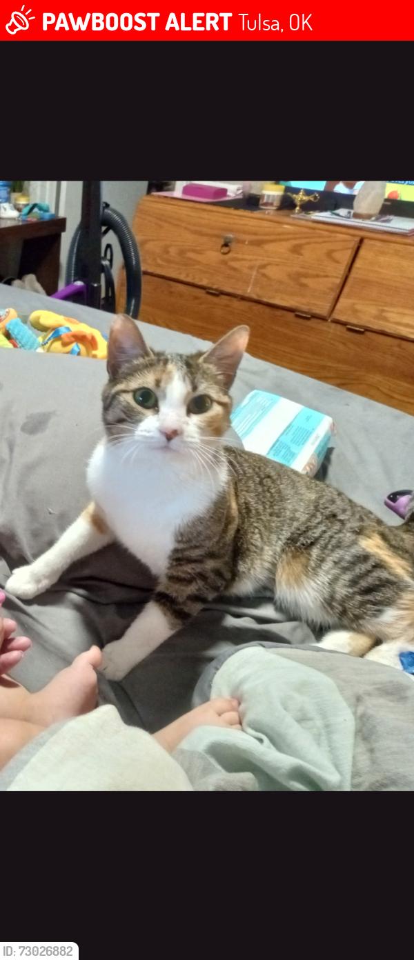 Lost Female Cat last seen River Park and Kensington apmts 78th and Lewis area, Tulsa, OK 74136