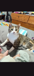 Lost Female Cat last seen River Park and Kensington apmts 78th and Lewis area, Tulsa, OK 74136