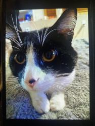 Lost Male Cat last seen Near Jonquil Ln N Maple Grove, Maple Grove, MN 55369