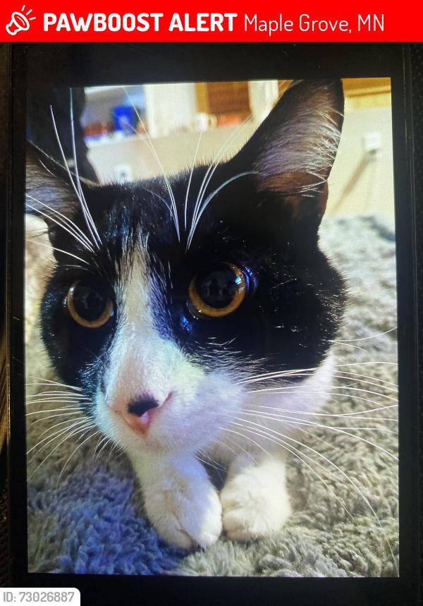 Lost Male Cat last seen Near Jonquil Ln N Maple Grove, Maple Grove, MN 55369