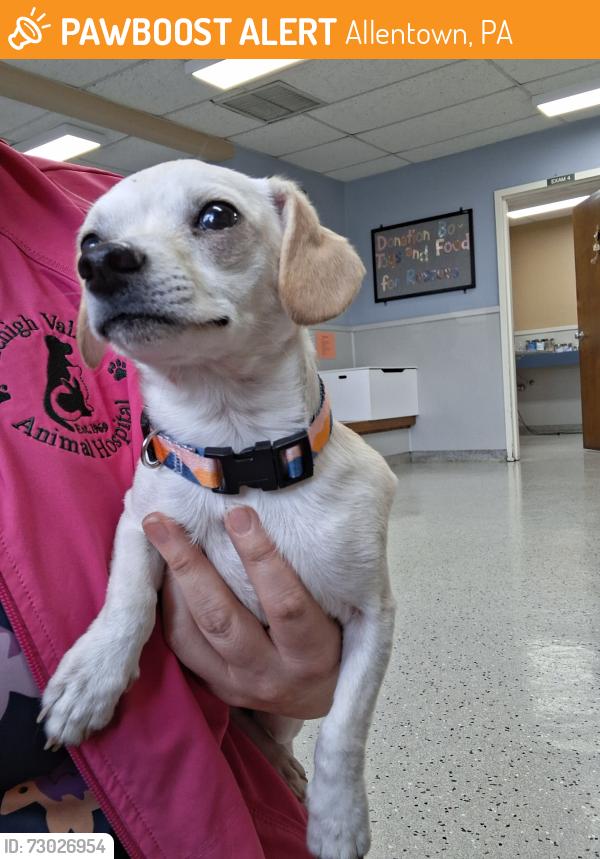 Found/Stray Unknown Dog last seen Found near Cedar Crest Blvd and Chestnut Dr in Allentown, Pa, Allentown, PA 18104