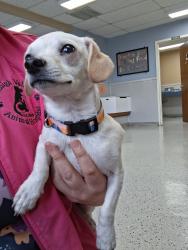 Found/Stray Unknown Dog last seen Found near Cedar Crest Blvd and Chestnut Dr in Allentown, Pa, Allentown, PA 18104