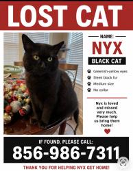 Lost Female Cat last seen Near Marlton post office , Evesham, NJ 08053