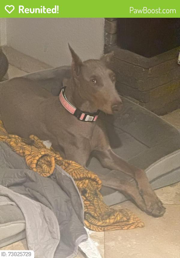 Reunited Female Dog last seen Bluejay way and oak tree way , Hemet, CA 92545