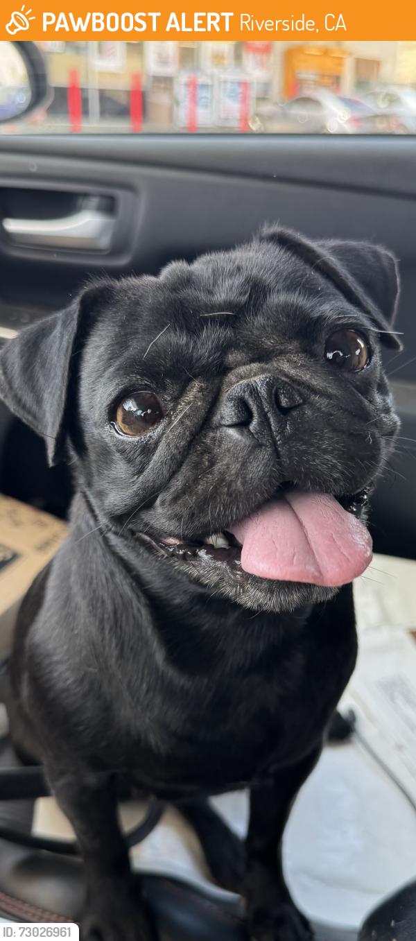 Found/Stray Unknown Dog last seen Granite and Taft, Riverside, CA 92508