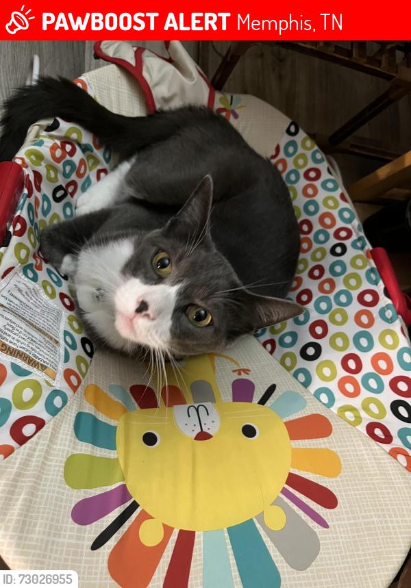 Lost Male Cat last seen Highland and Walker Ave, Memphis, TN 38111