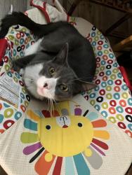 Lost Male Cat last seen Highland and Walker Ave, Memphis, TN 38111
