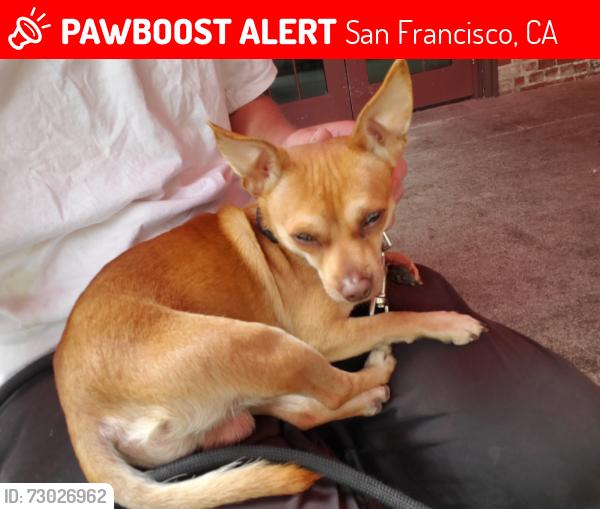 Lost Male Dog last seen Near Beale st, San Francisco, CA 94105