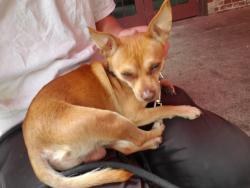 Lost Male Dog last seen Near Beale st, San Francisco, CA 94105