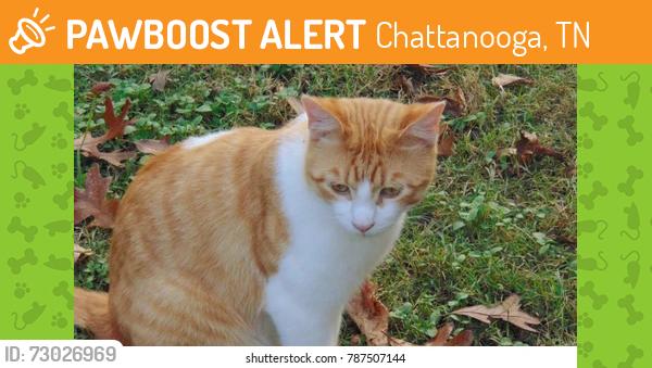Found/Stray Unknown Cat last seen Bruster’s Ice Cream/Heritage Park, Chattanooga, TN 37421