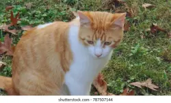 Found/Stray Unknown Cat last seen Bruster’s Ice Cream/Heritage Park, Chattanooga, TN 37421